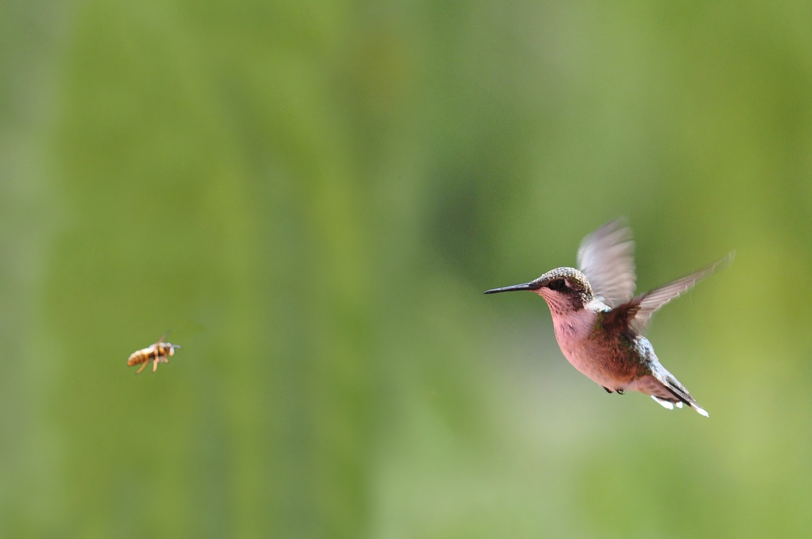nikon sniper hummingbirds versus wasps nikon sniper hummingbirds versus wasps