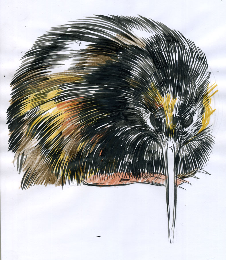 MC drawn: Kiwi bird — sketch: colour pencil, brush and ink