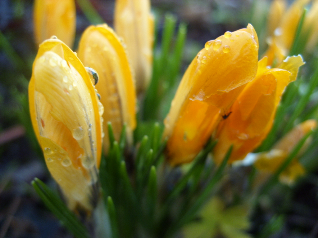 Kelli's Northern Ireland Garden Crocus and 1st Daffodil