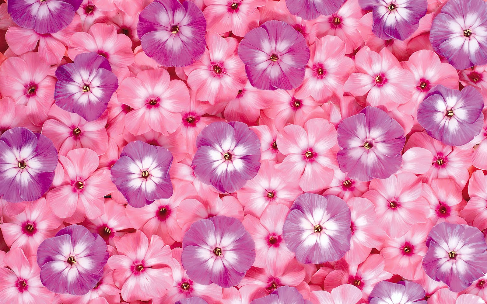 http://2.bp.blogspot.com/-4DhyWr7kf6s/T4bEg_ENmWI/AAAAAAAAeec/P1iqExsFZT0/s1600/Bloemen-achtergronden-hd-bloemen-wallpapers-bloem-afbeelding-01.jpg