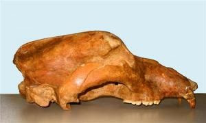 Bear Bears In Mythology | RM. Bear Bears In Mythology | RM.