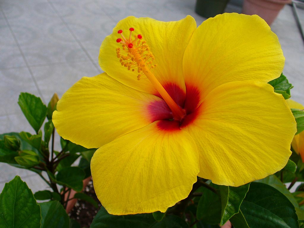 http://2.bp.blogspot.com/-4Dq-ME6mL6w/Tzs4UlzXiAI/AAAAAAAAOXo/iPm7JiWmnng/s1600/_beautiful_flower_0004.jpg