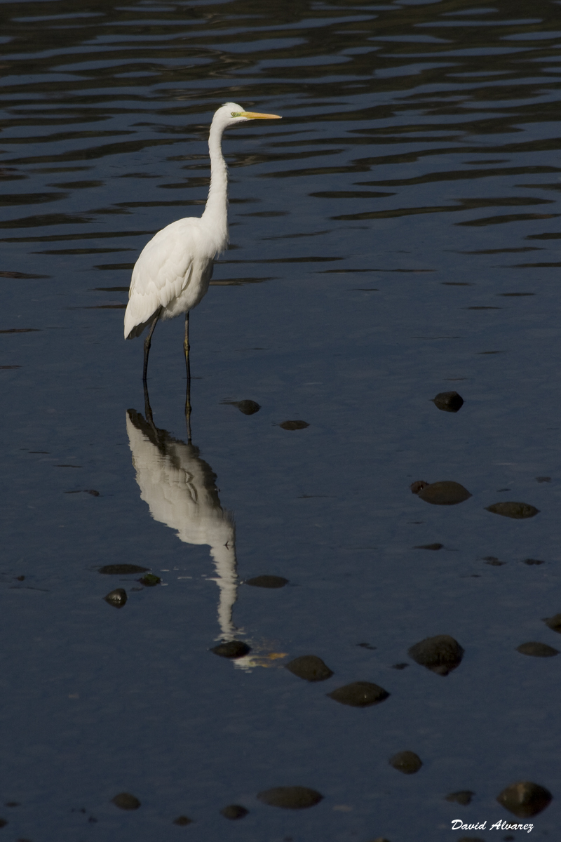 Naturaleza Cantábrica El año de la garceta grande