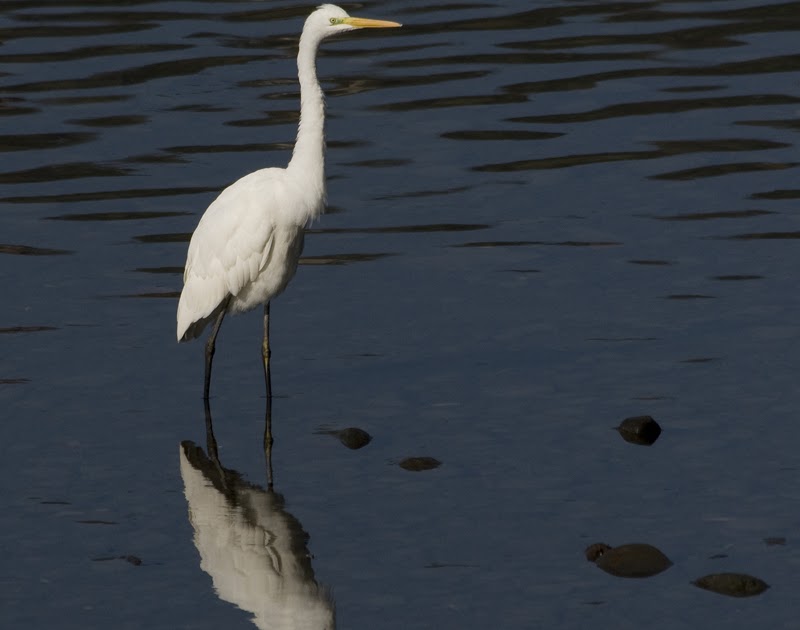 Naturaleza Cantábrica El año de la garceta grande