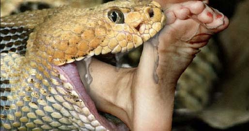 Deadliest Snake Attacks To Ever Happen ~ Entertainment News, Photos
