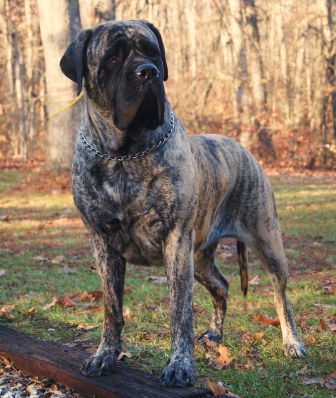 harvest haze mastiffs