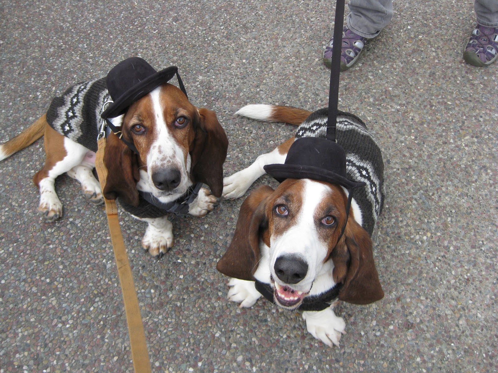 Life as I Know it by Worm, the Basset Hound