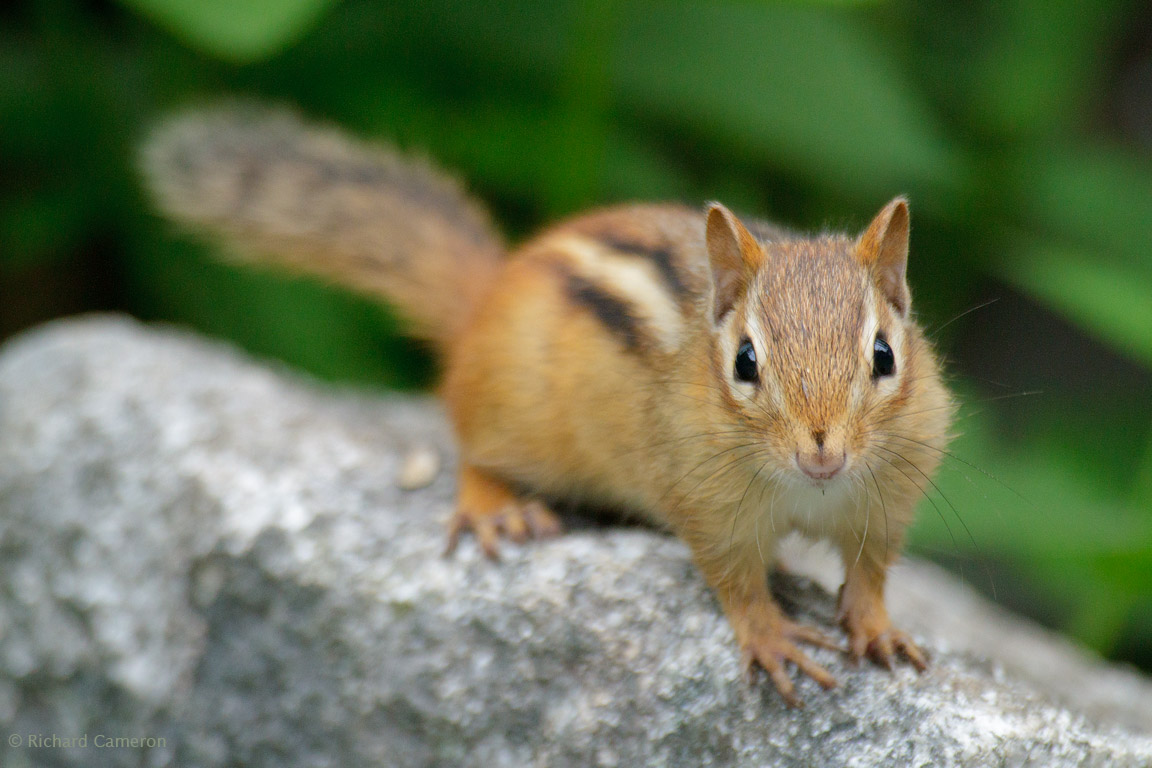 Chipmunk | The Biggest Animals Kingdom