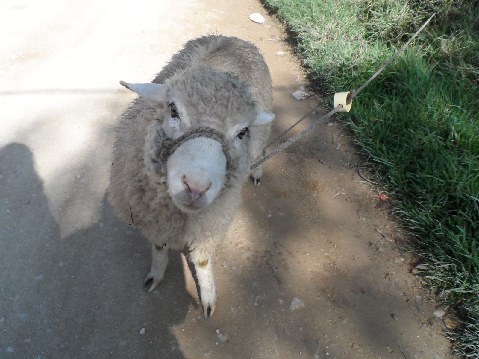 la historia mas real la encontre en esta vereda