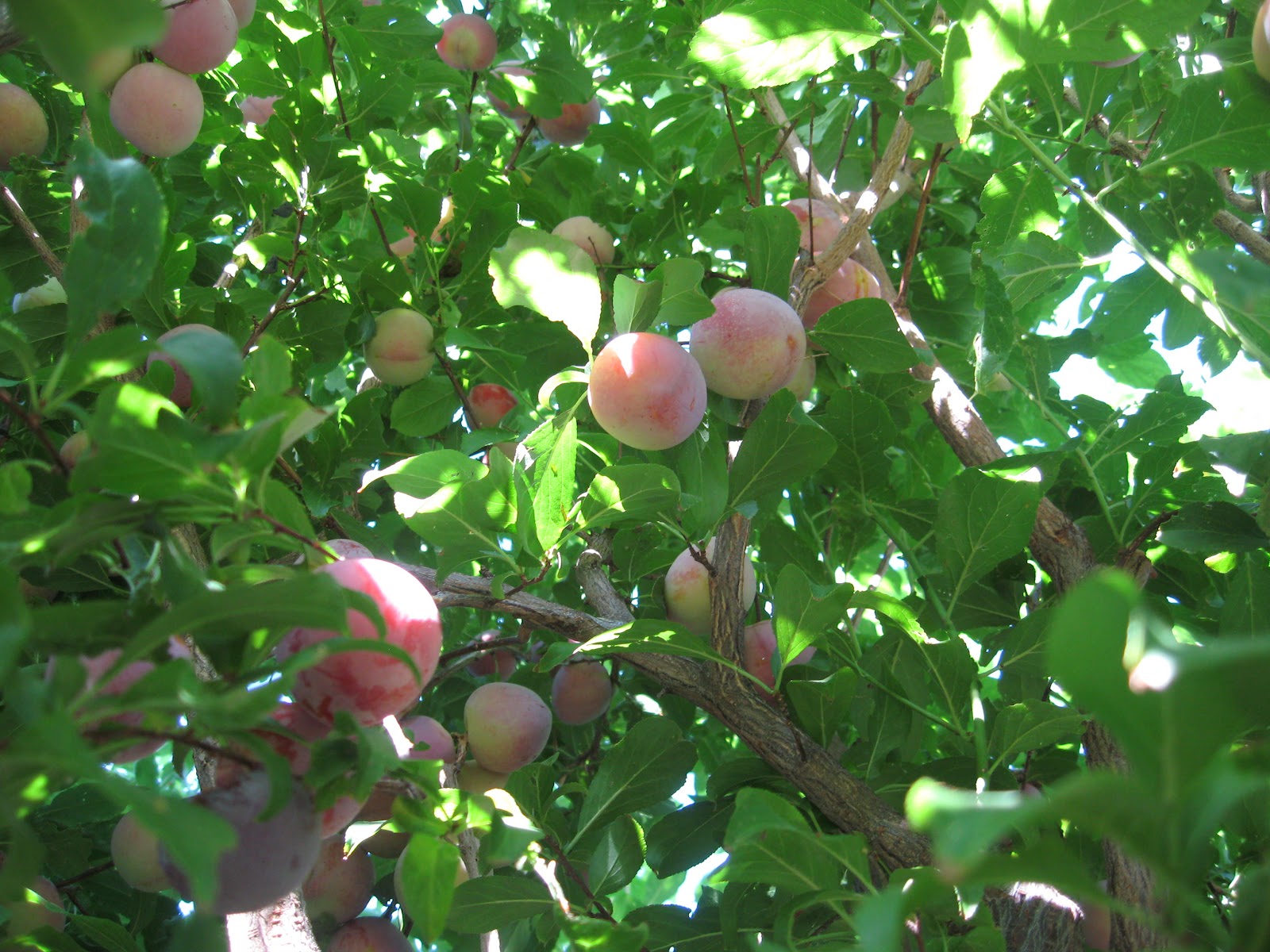 Sweet Life Garden Santa Rosa Plums, from Tree to Jar!
