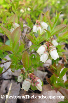 Polyester Princess Stamping Ground