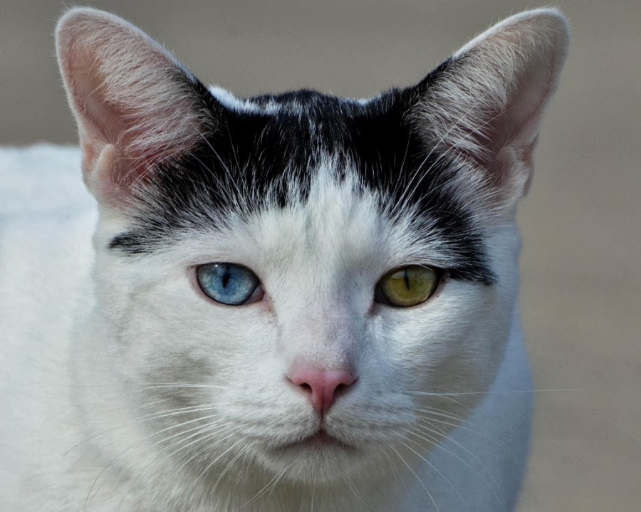 24 Cutest Cats with Different Color Eyes - Best Photography, Art