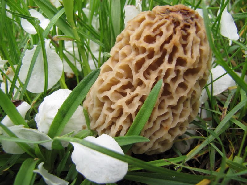 The Oakland Press Blogs Earth's Almanac May 2011