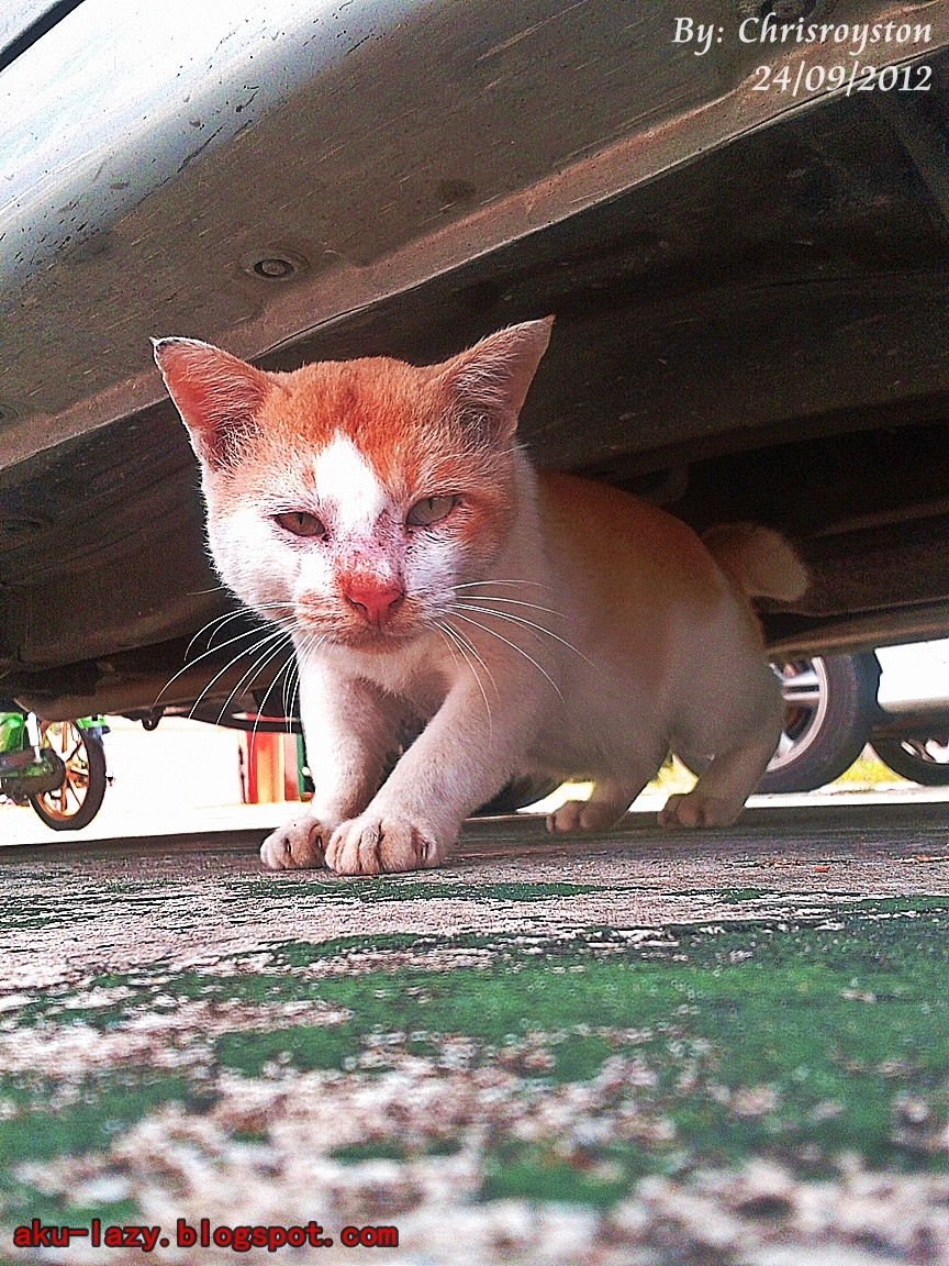AKU MALAS: Komik kucing liar + Gambar (Kucing yang merempat di luar