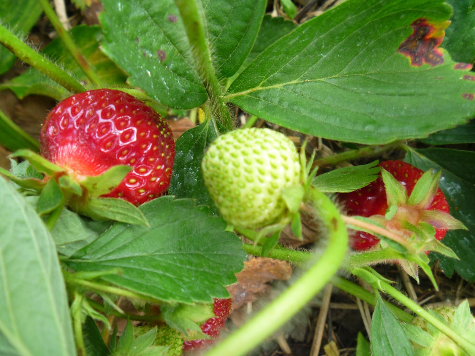 My Homemade Iowa Life UPick Strawberries