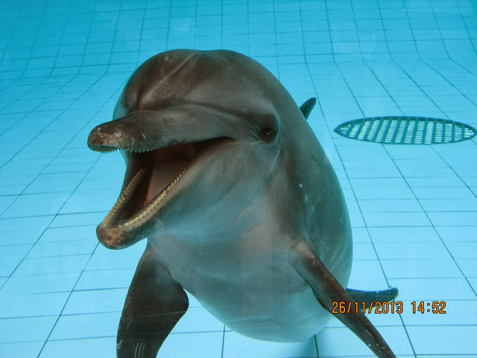 Safari Dolphin