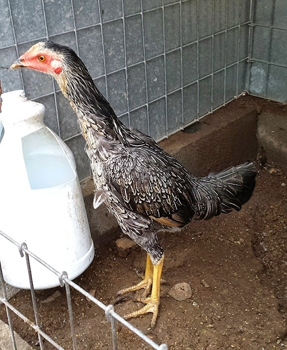 Giro Laredo Porfirio Pollita P.Cria