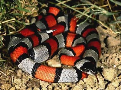 serpientes serpiente venenosa venenosas
