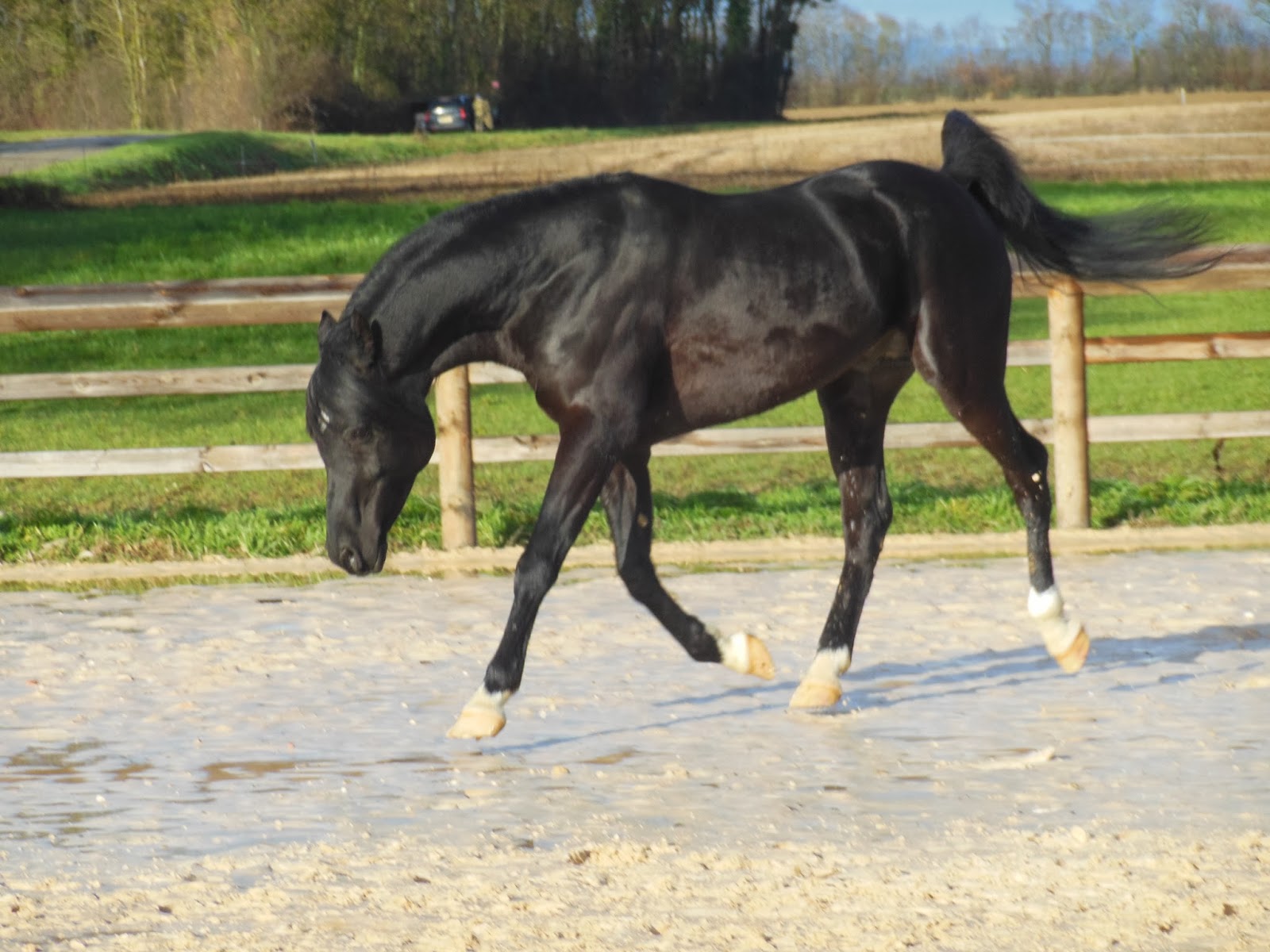 BLACK DREAM FRISONS PUR SANG ARABE NOIR