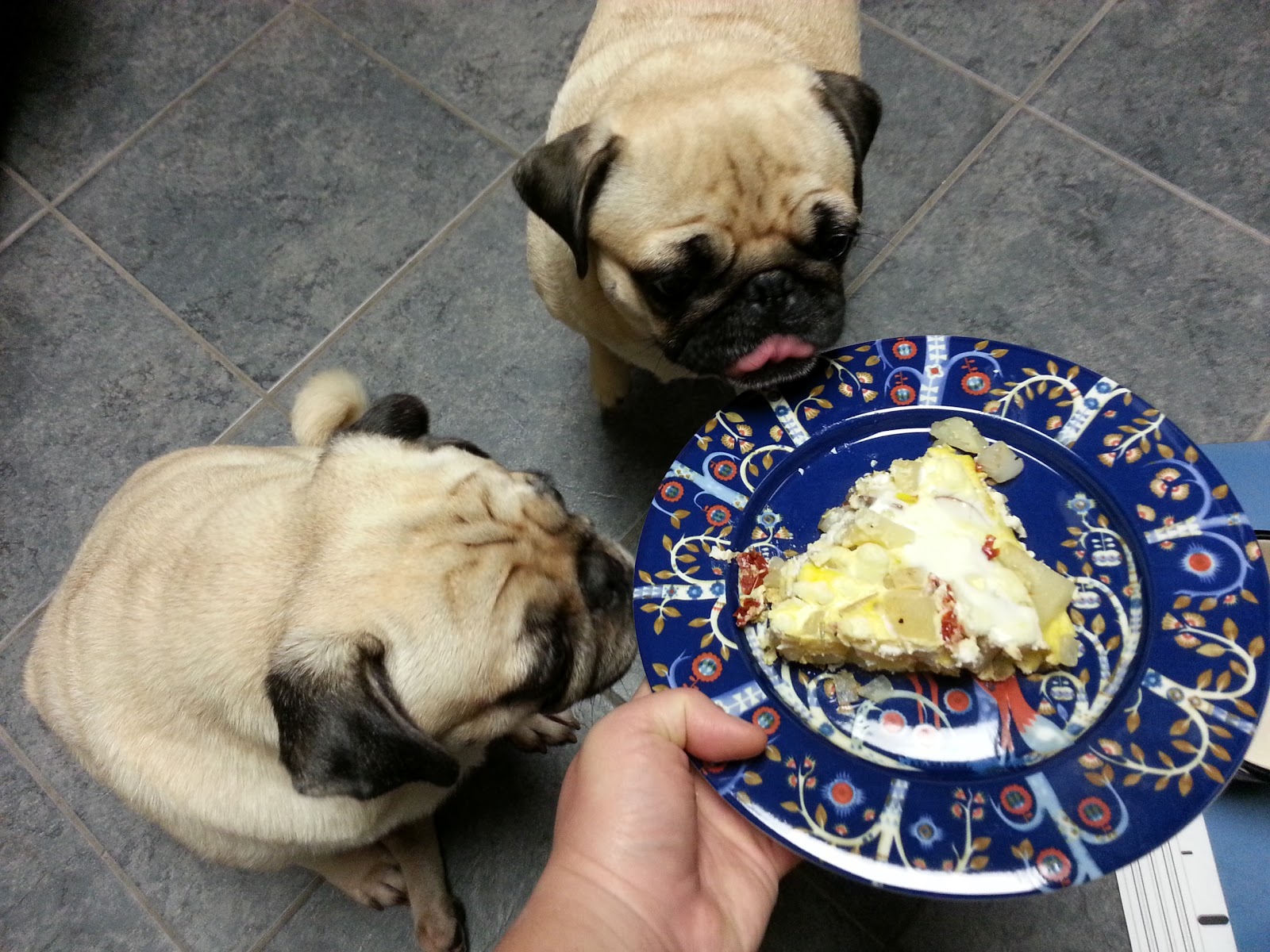 Grubbin' Pugs Spanish "Tortilla"