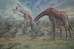 Giraffes in the Serengeti