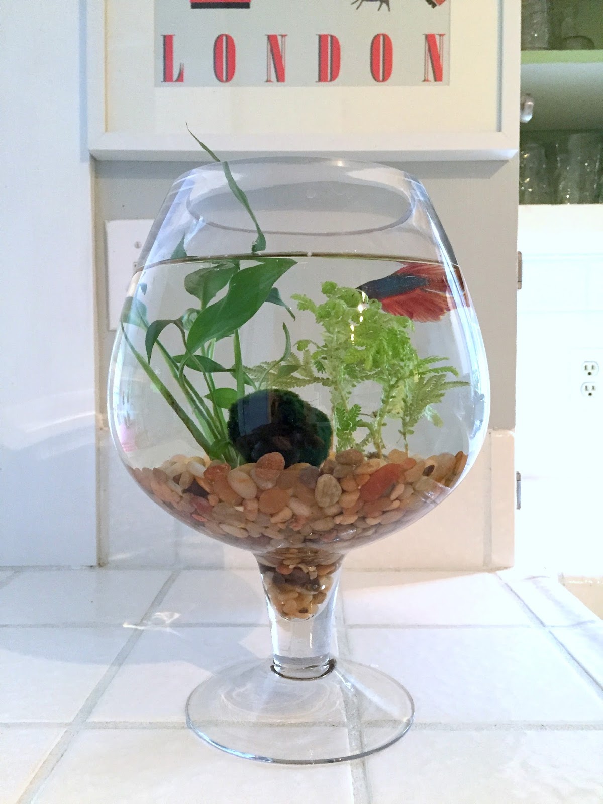 The Perfect Gift for an Animal Lover A Betta Fish Bowl Barnaclebutt