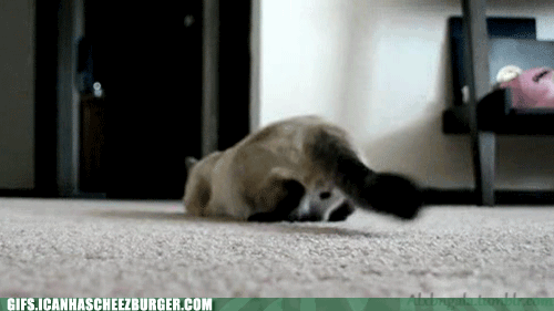 Funny and Wild Animals : February 2013