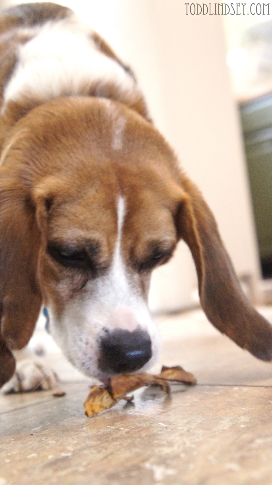 potato puppy domer home sweet potato chews potato puppy domer home sweet potato chews