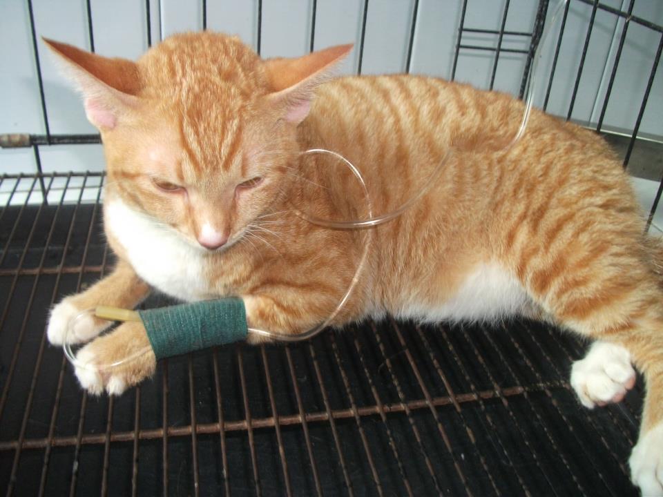 R.I.P Momo | Kucing gue