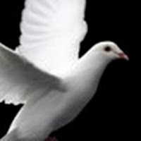 AIbEiAIAAABDCO7L9 mn8cX8KSILdmNhcmRfcGhvdG8qKDc3NWI2MTc4ZjA1ZmVkMTgxYzk0OTQyMzNkYmZmOGFlMzk2ZDJlZjgwAReS5cP W4yLWW9ovaOXOkvpx0Qs