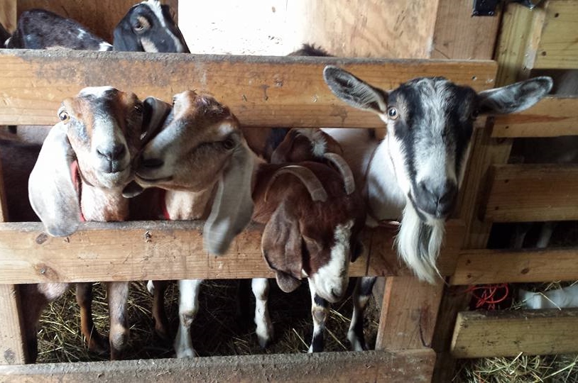 Farm Goats