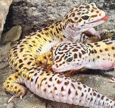 leopard gecko geckos leopardo animals eublepharis macularius cage terrarium lizard info