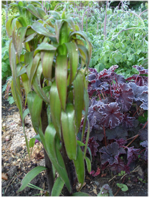 B&D Lilies Garden Blog Reasons to avoid planting "Precooled" Lily Bulbs in Late Summer and