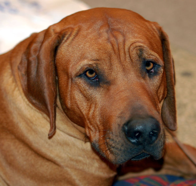 Dog Blog Dog Breed Tosa Inu Dog Breed Photos