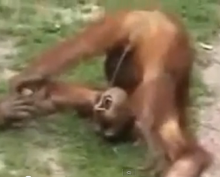 funny orangutan