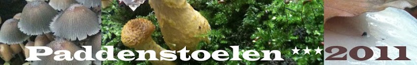 Paddenstoelen 2011-2012