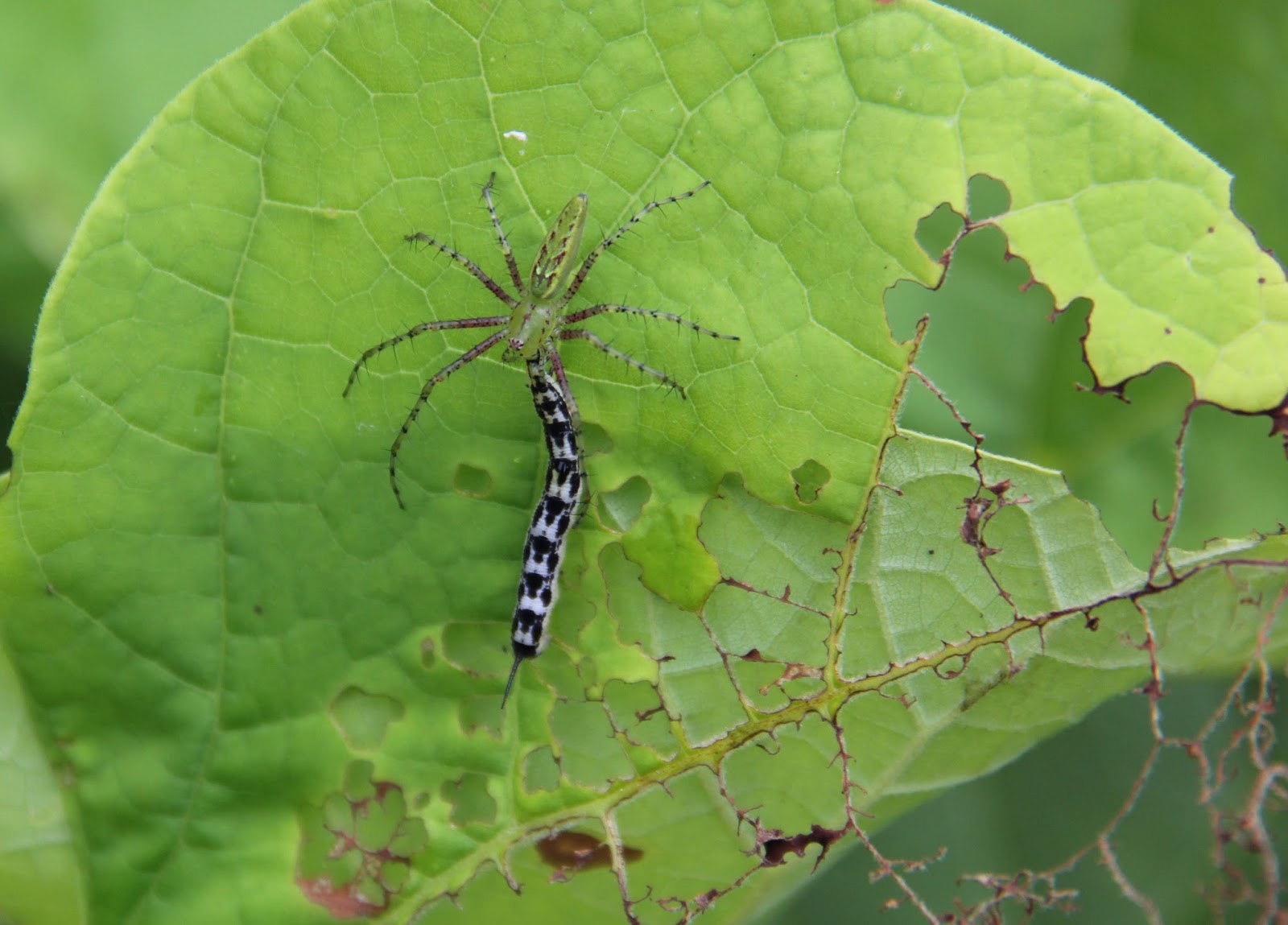 Hoot Owl Karma Catawba Worms