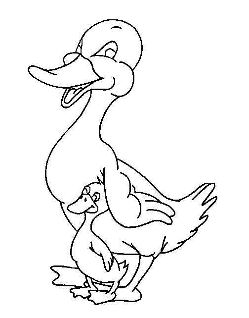 Best Birds Duck Colour Drawing HD Wallpaper