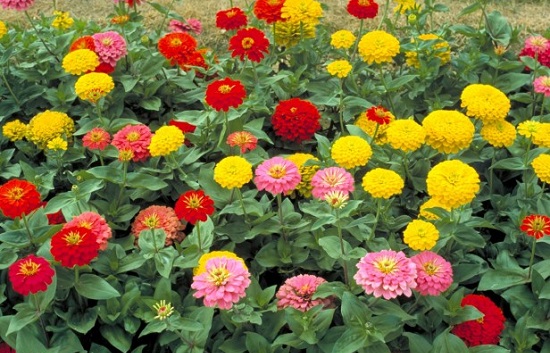 [Image: nasa-trong-hoa-cuc-ngu-sac-trong-vu-tru-2.jpg]