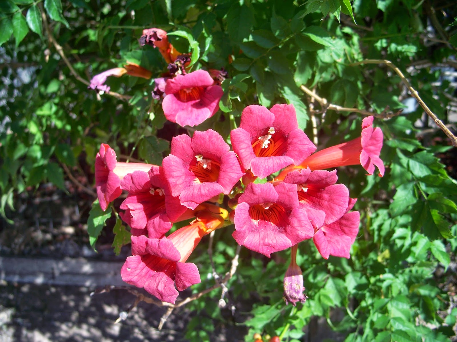 FLOWERING VINES NEW MEXICO, NEW FLOWERING MEXICO VINES, flowering vines