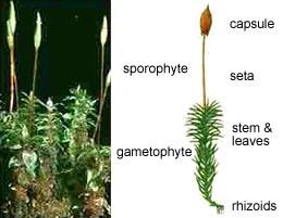 which of the following is the dominant generation in bryophytes