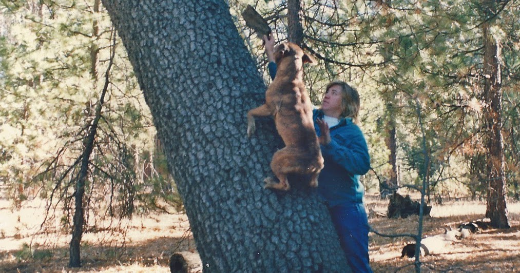 Western Sojourns Travels with Camissonia VALLEY (Big Bear
