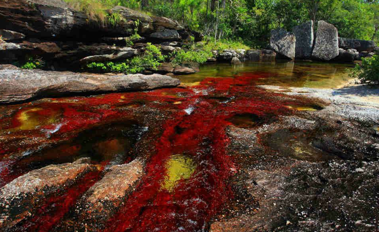 Caño Cristales, Meta, Colombia Caño Cristales, Meta, Colombia
