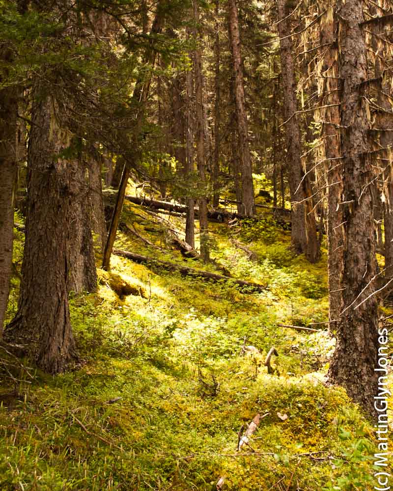 Kananaskis Village Hiking at Ribbon Creek Day use area Marty's Road Trip