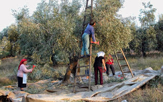 Λιομάζωμα  Σήμερα