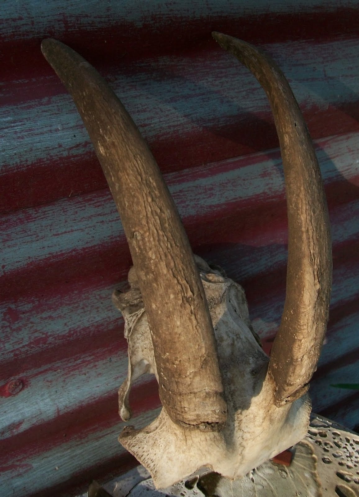 Estate Sale Services 409.750.3688 Roland Dressler Goat Skull Horns