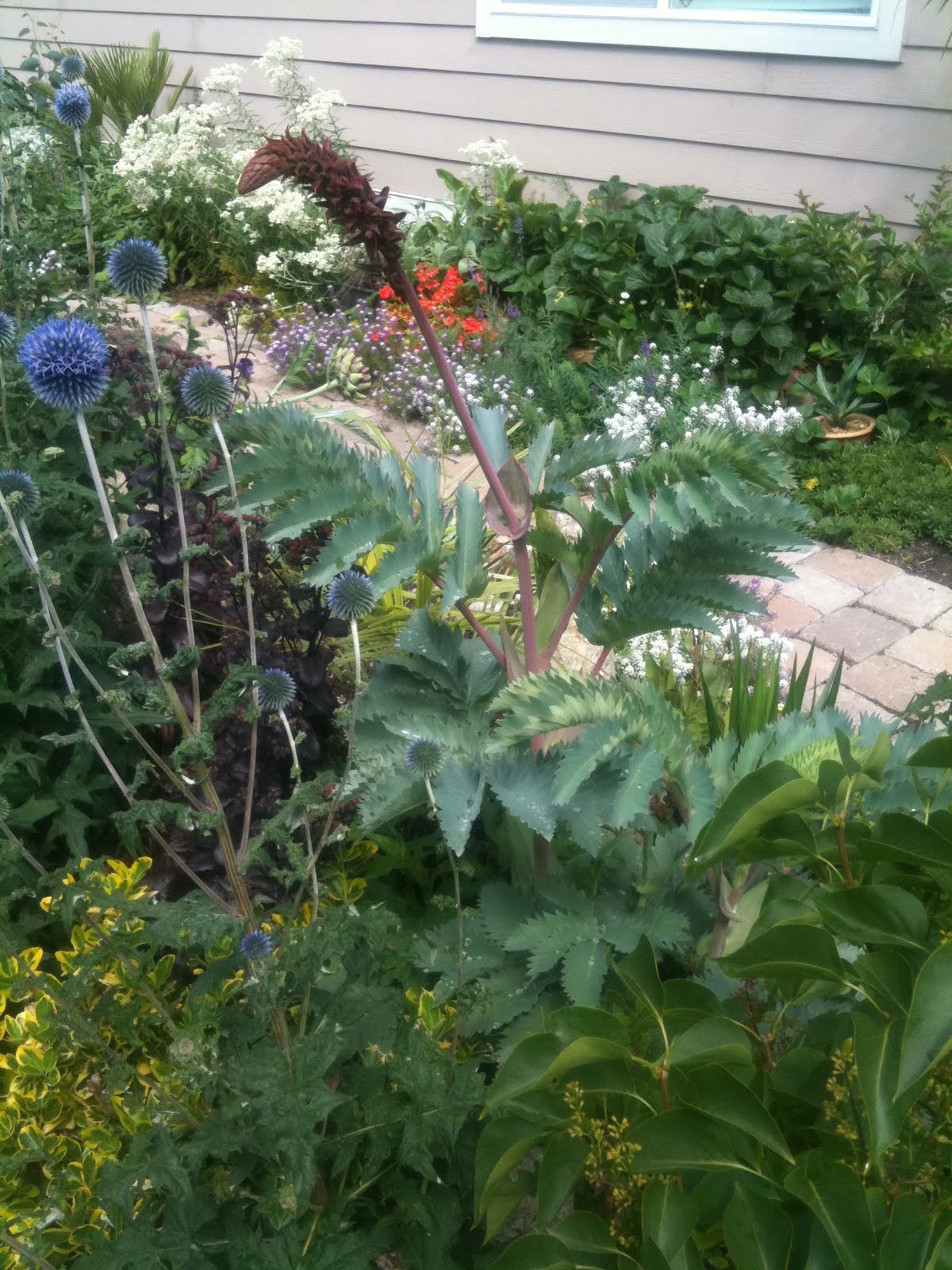 Growing Steady Slowly Succumbing To Hardier Plants