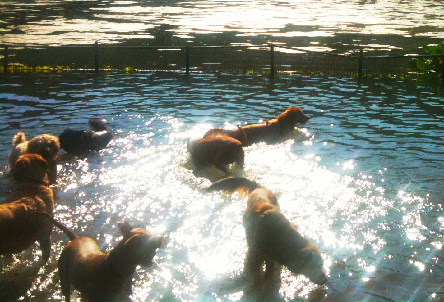 DAISY PARKER GOLDEN RETRIEVER PUPPY Dog Beach at Prospect Park