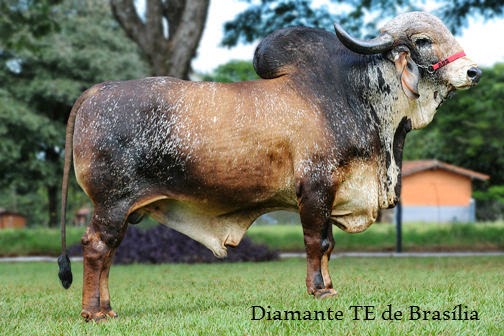 Sumário ABCGIL/Embrapa é divulgado na Expozebu 2014 e