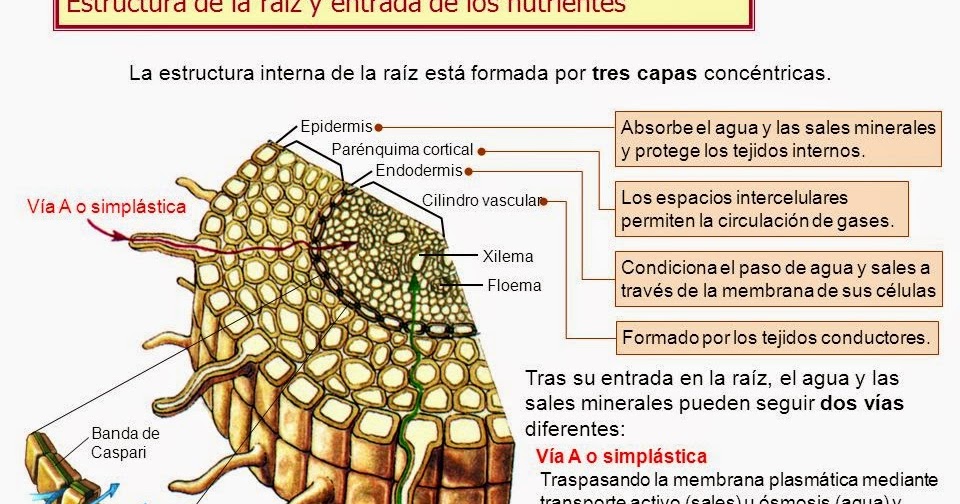 El ungüento del hongo d